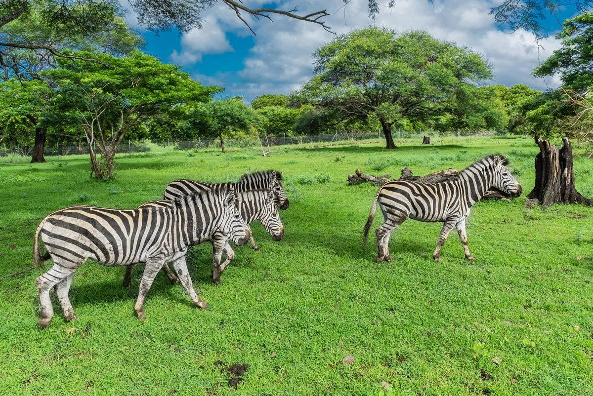 Zebras walking together in the wild at Casela Nature Park in Mauritius
