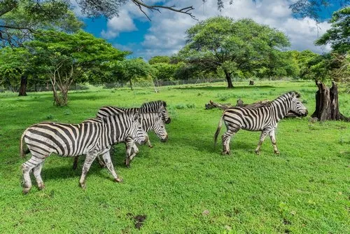 Herd of zebras walking in the wild at Casela