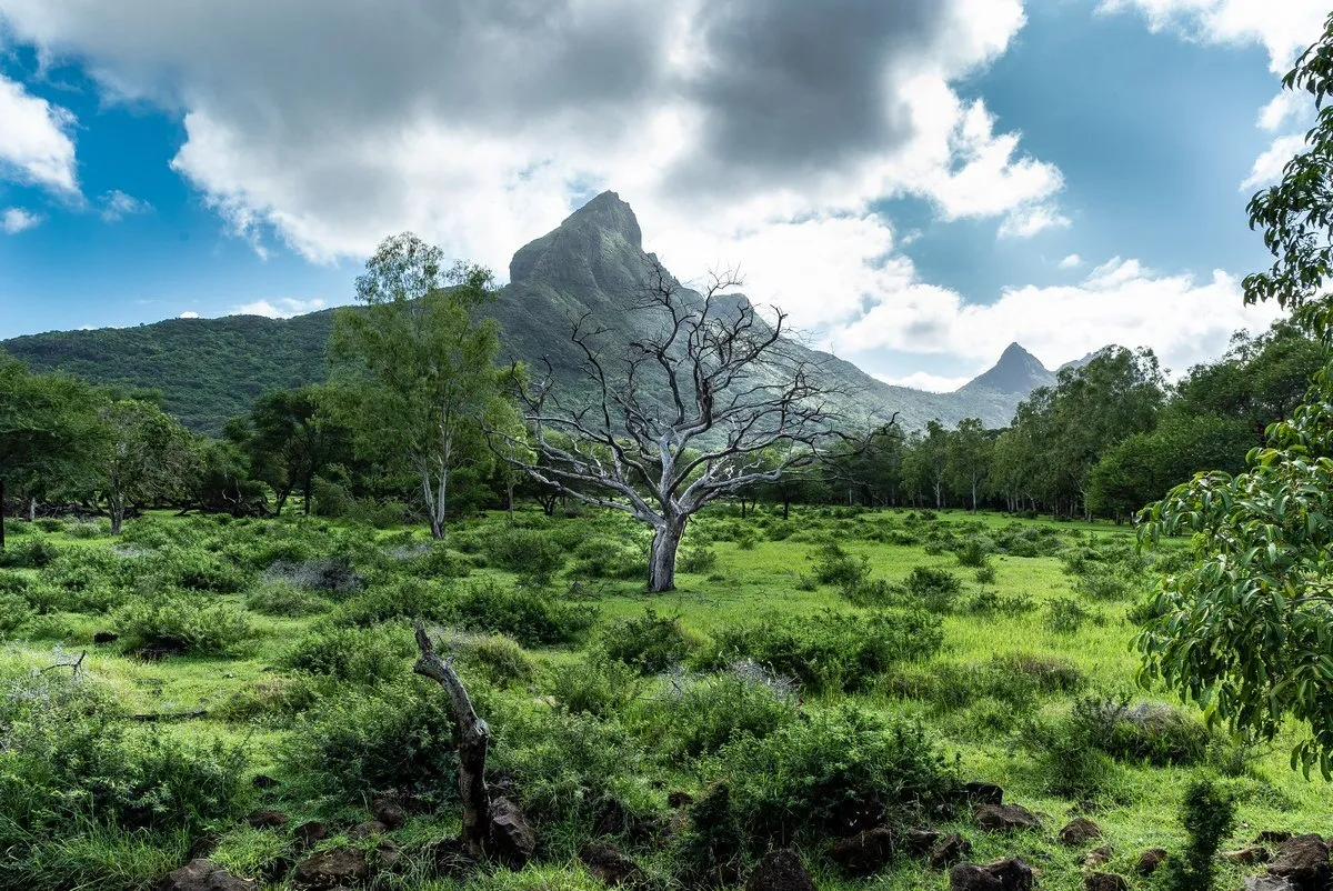 Dried leafless tree in lush Casela forest with Rempart Mountain in the background in Mauritius