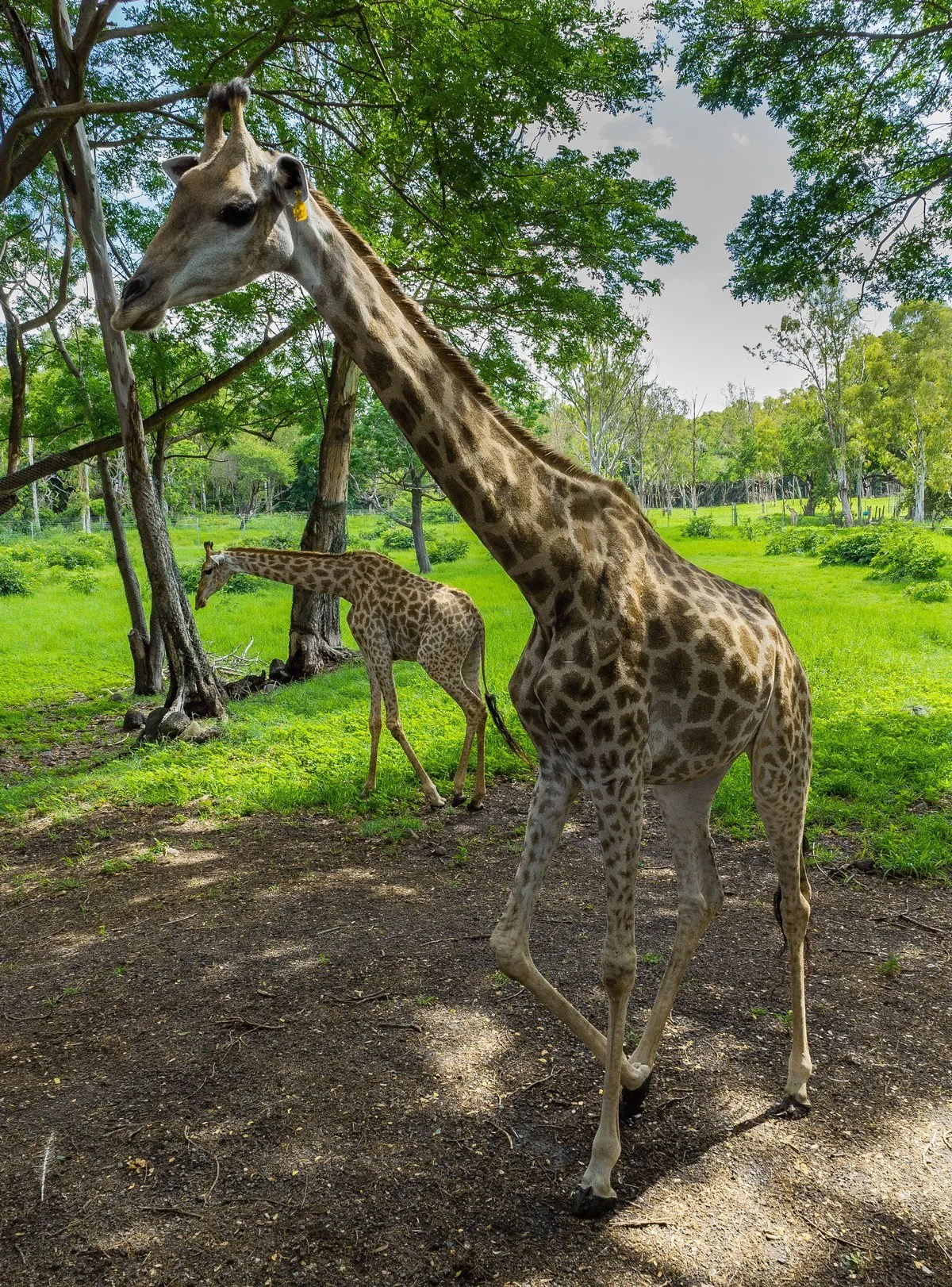 A giraffe walking peacefully in Casela Nature Park, Mauritius near trees and greenery