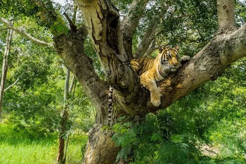 Tiger on a forest tree in Mauritius