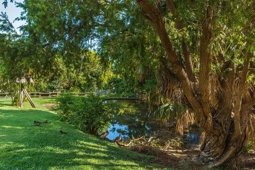 Peaceful duck's lake surrounded by trees at Casela