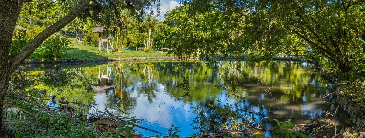 Peaceful pond reflecting trees in a nature park in Mauritius with calm water and greenery