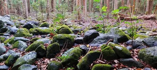 Rock's moss at Mauritius national park