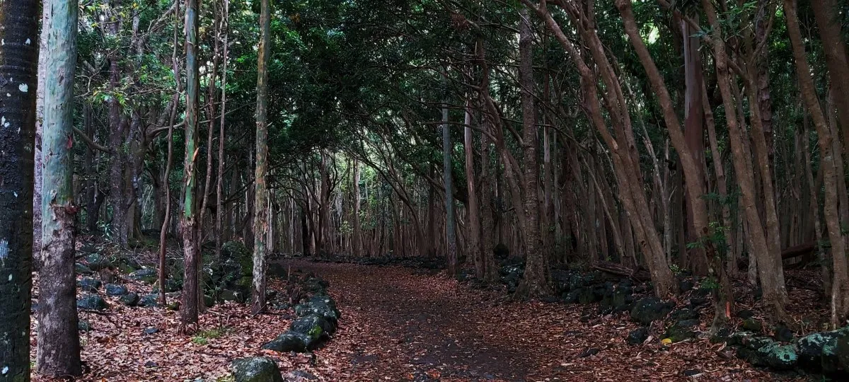 Trail path surrounded by dense trees inside Black River Gorges National Park in Mauritius