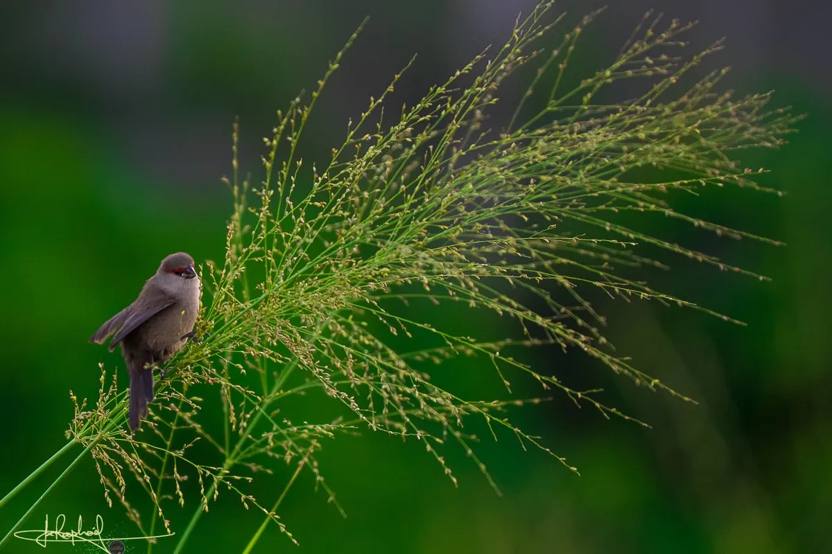 Grey Rodrigues Fody bird with red face spot perched on grass twig in Mauritius