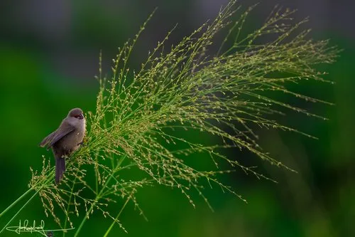 Rodrigues Fody grey bird in nature