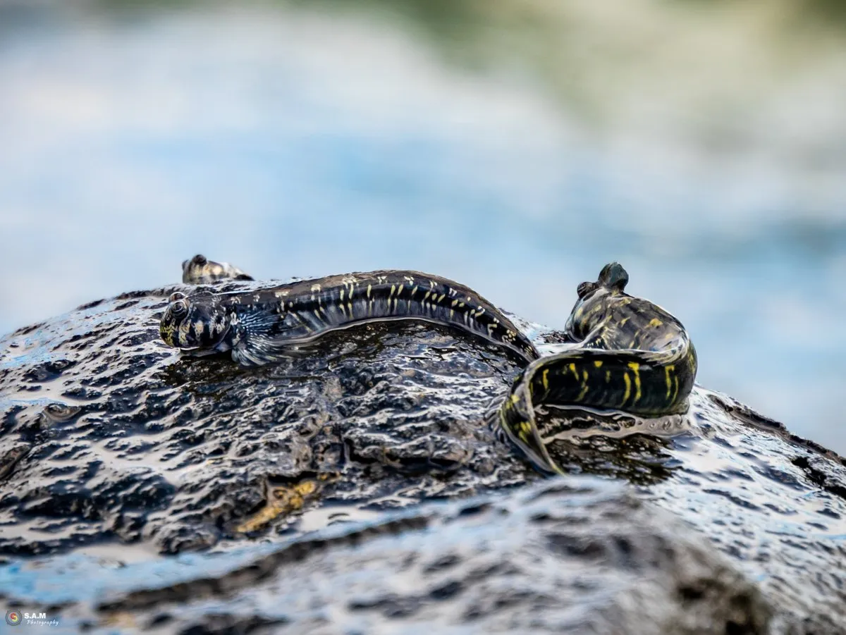 Mudskipper fish jumping on rocks at the south coast of Mauritius