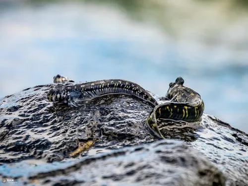 Mudskipper, a fish which lives out of water