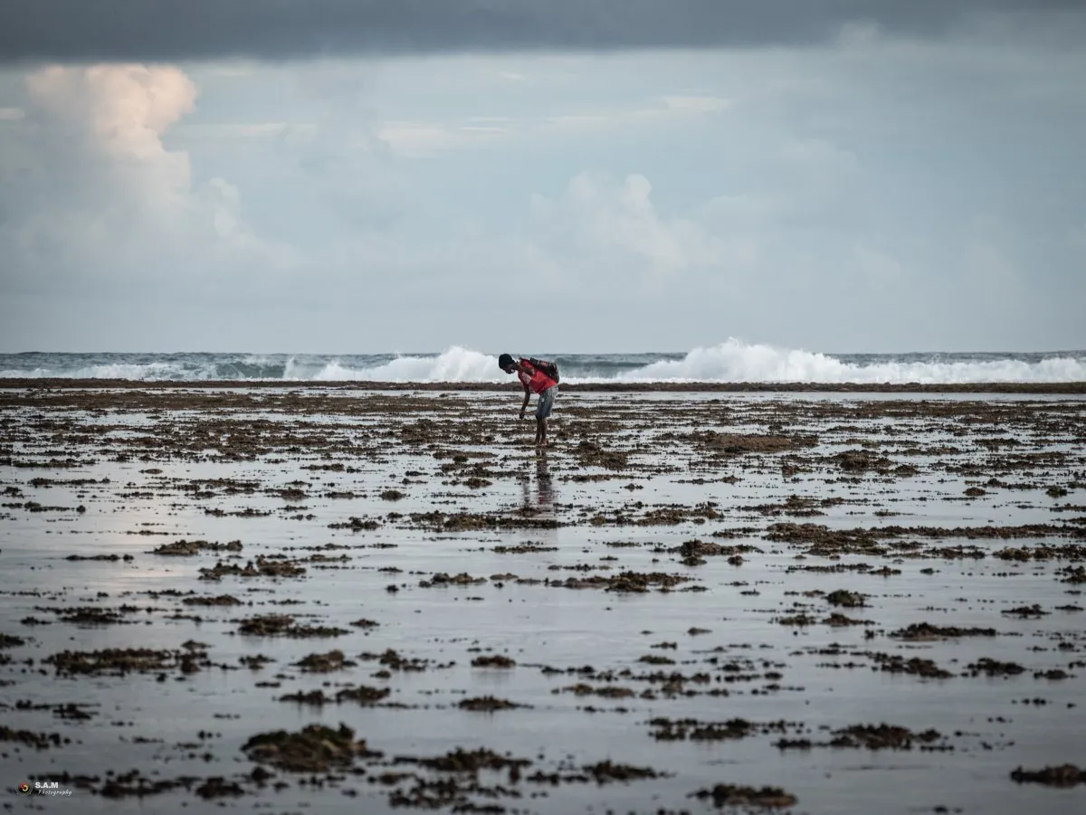 A fisherman walking on the beach among seaweed during low tide in Souillac, Mauritius