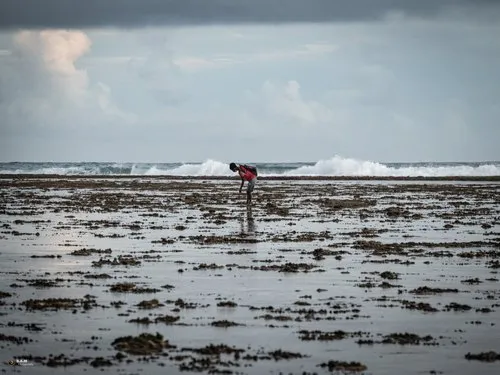 Fisherman walking among seaweed during low tide at Souillac