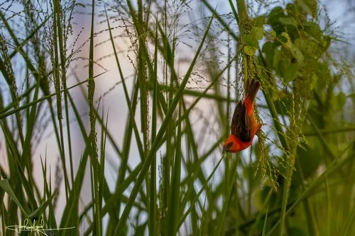 Red cardinal bird in Rodrigues perched on a branch