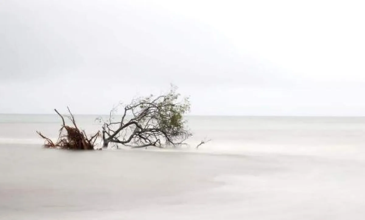 Uprooted tree washed into the sea at Riviere des Galets in Mauritius after heavy rains