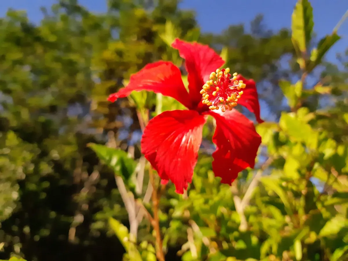 Close-up of a vivid red hibiscus flower blooming in the tropical landscape of Mauritius
