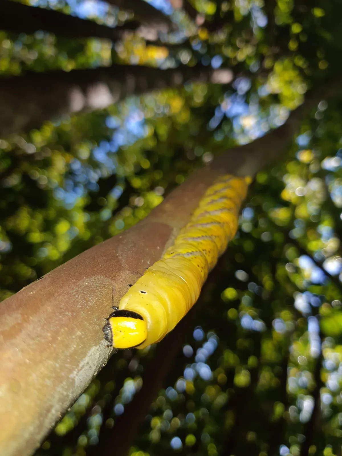 Yellow caterpillar crawling down a tree in Mauritius under natural light