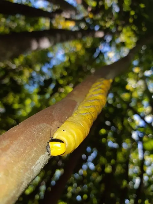 A yellow caterpillar walking down a tree