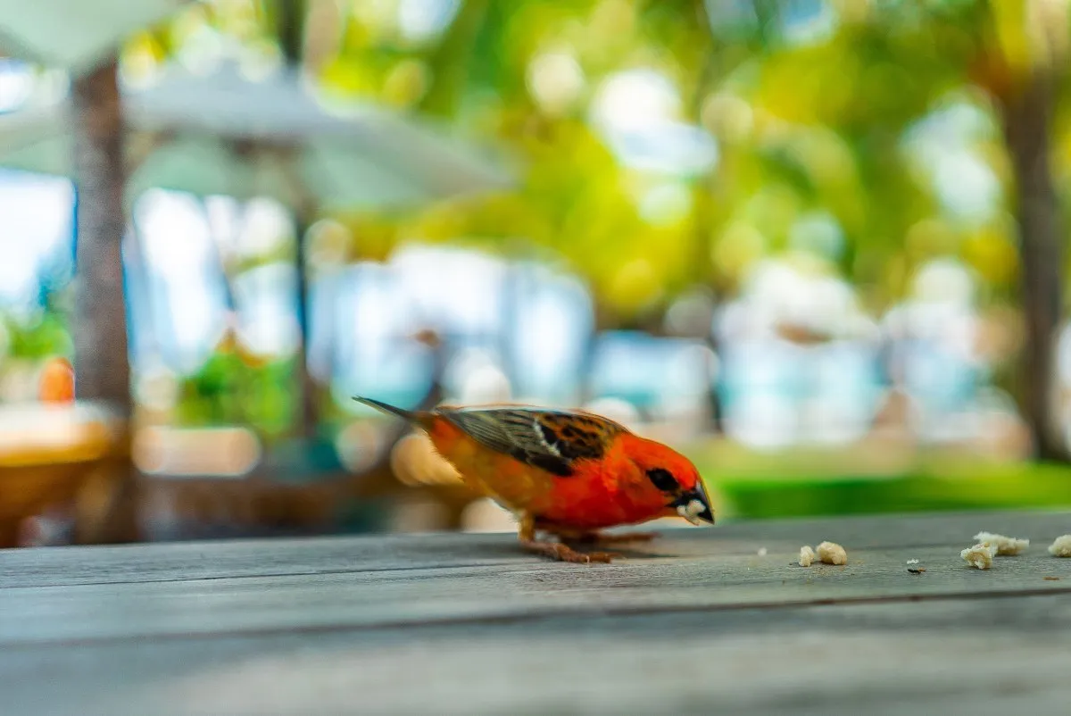 Red Cardinal Fody eating bread near a hotel restaurant in Mauritius