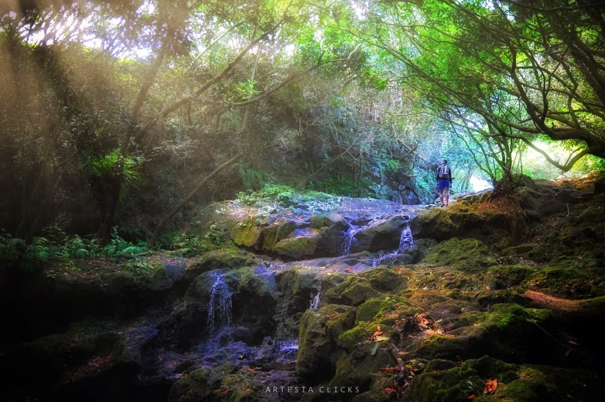 Blue water river flowing through forest with trees and mossy rocks at Eau Bleue, Mauritius