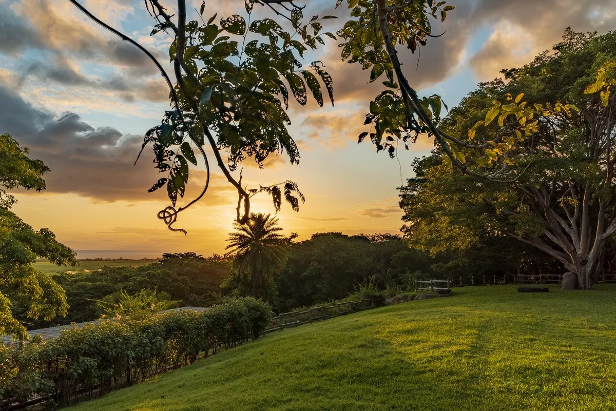 Sunset over Casela Nature Park with lush trees near Blue Bird Resto in Mauritius