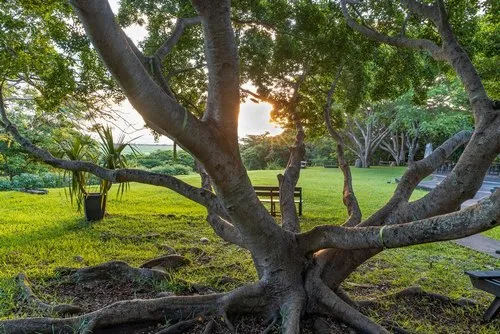 Sunset at Casela Nature park behind a spectacular tree
