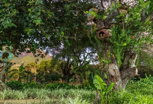 Casela by night - The Elf tree