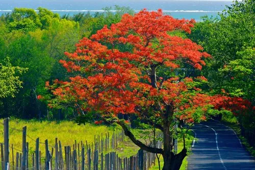 Seascape with a blooming Flamboyant tree