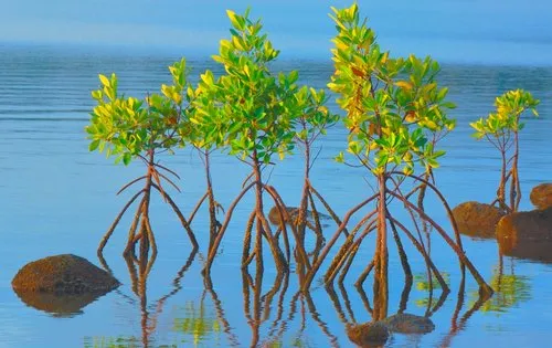 Mangroves in Case Noyale lagoon