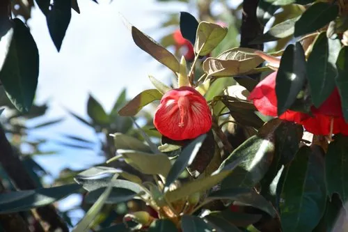Mauritius national flower Trochetia