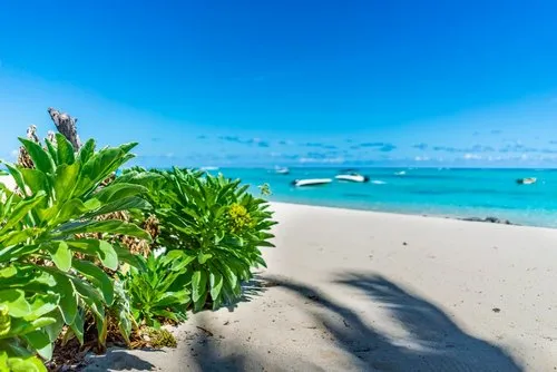 Beach Green plants with paradisiac turquoise lagoon
