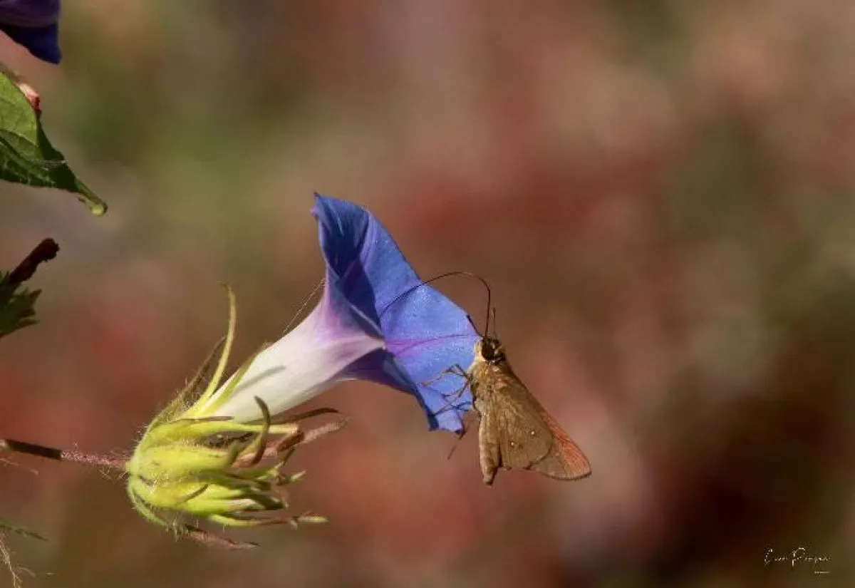 Borbo Swift butterfly feeding on a Blue Morning Glory flower in Mauritius