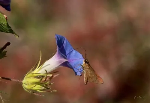 Borbo Swift butterfly feeding on a Blue Morning Glory flower