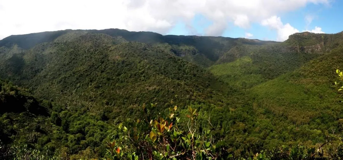 Panoramic view of Black River Gorges National Park in Mauritius with lush greenery