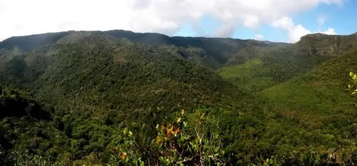 Panoramic view of the Black River Gorges