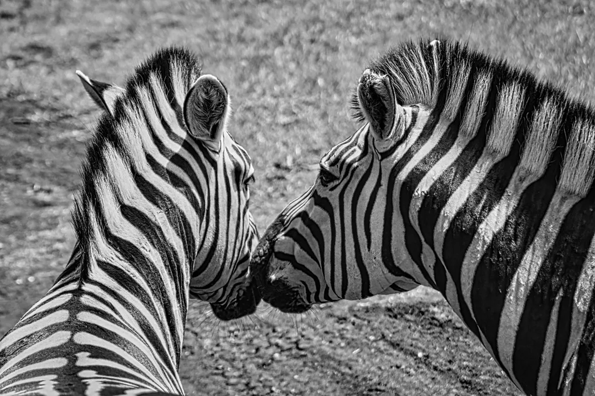 Two zebras at Casela in Mauritius appearing to kiss in a black and white photo.