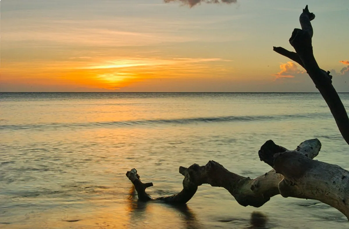 Sunset over a calm Wolmar Beach with a fallen tree in the water in Mauritius