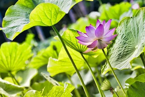 Purple lotus flower at Pamplemousses garden