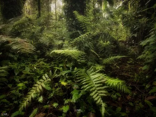 Monochrome photography of ferns in forest