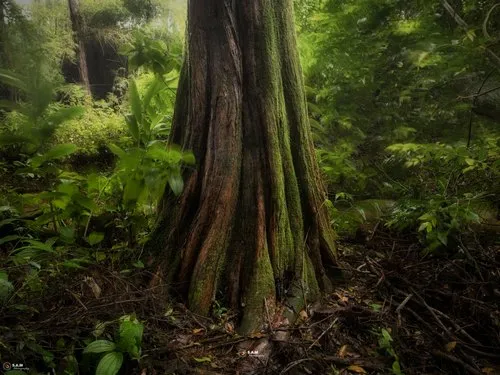 Tree trunk in misty forest at Plaine Sophie nature reserve