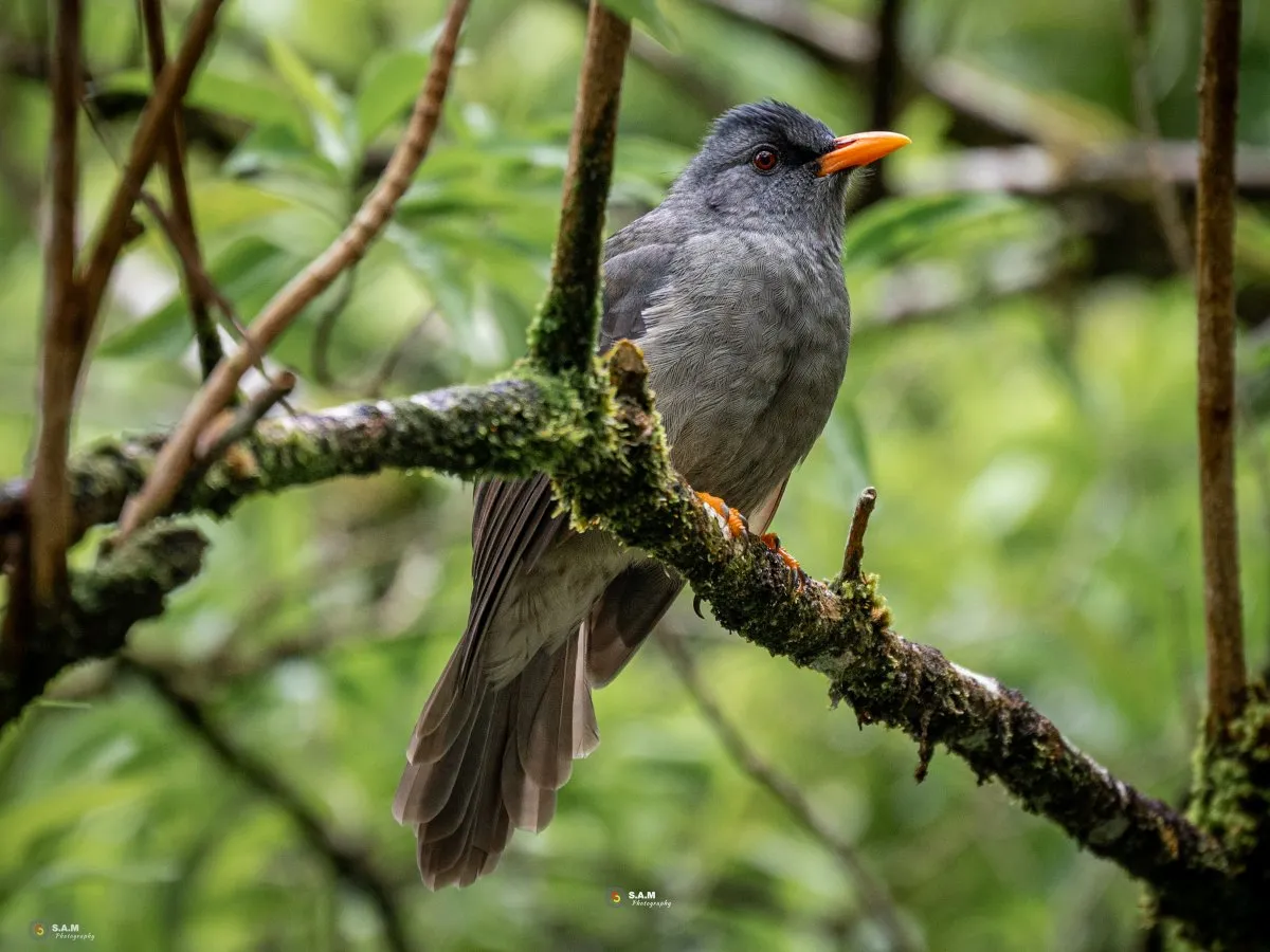 Rare endemic Mauritius Bulbul bird perched on a branch in natural surroundings