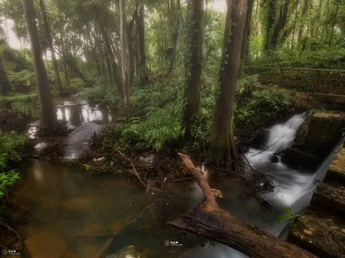 Peaceful view of river finding its way in mystic forest