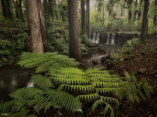 Mystic secret forest in Mauritius