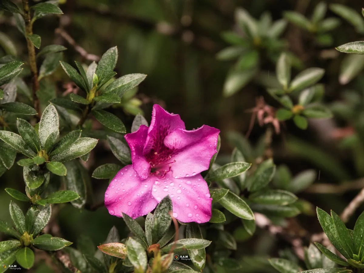 Purple Rhododendron Arboreum flower blossoming on a large tree in Mauritius