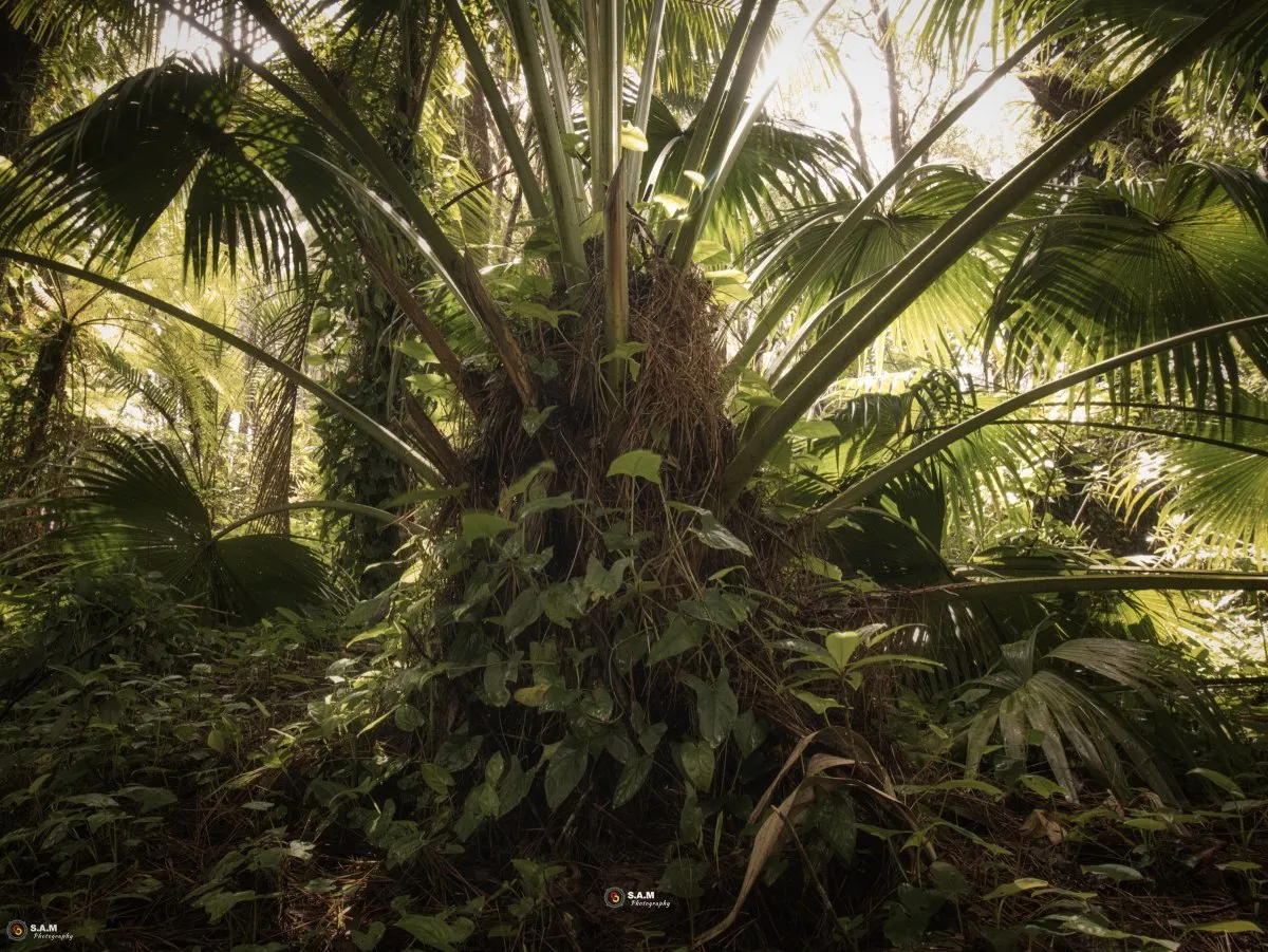Closeup of Latanier tree trunk with creepers in a lush Mauritian forest