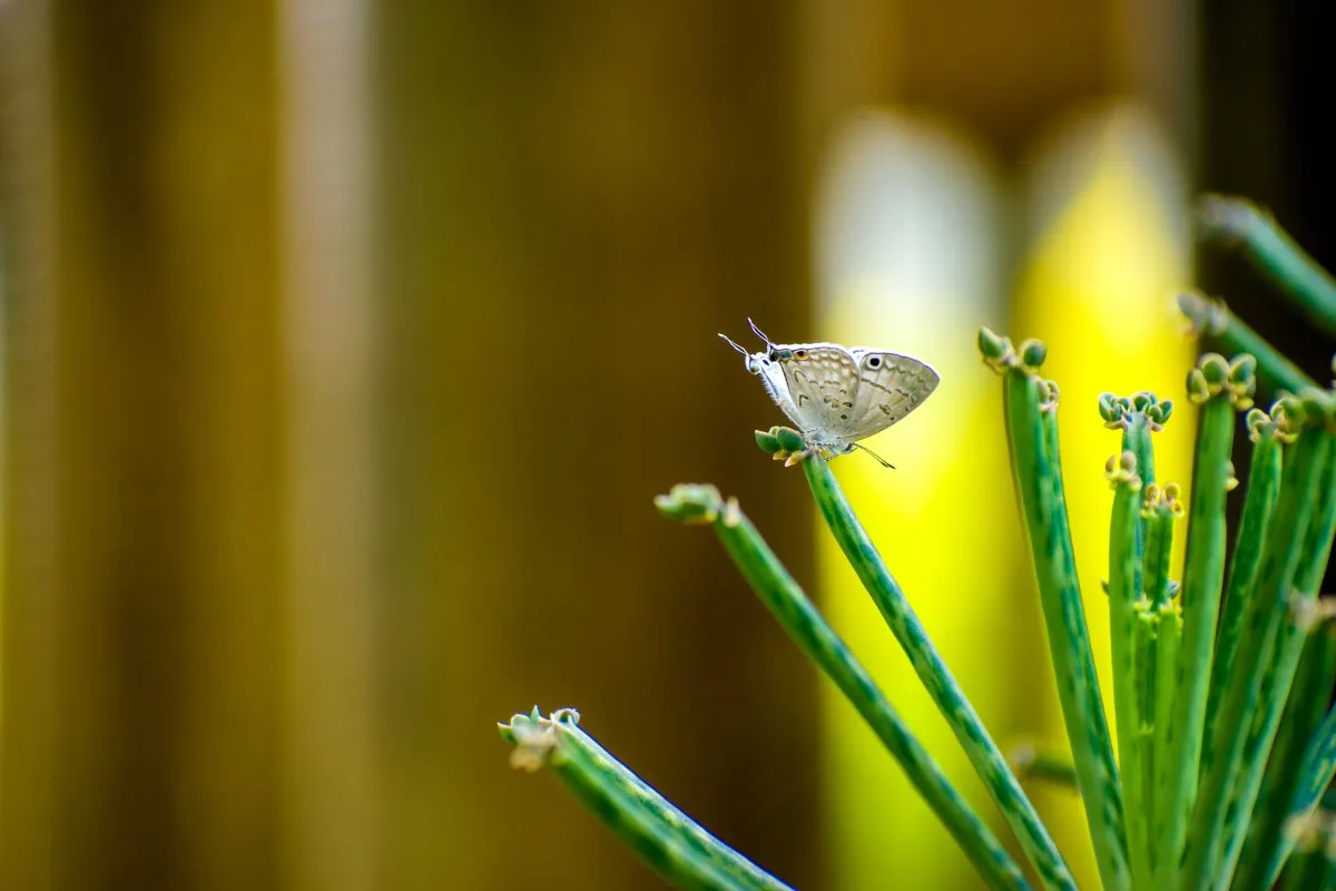 Closeup of a rare white butterfly feeding on a plant in Mauritius
