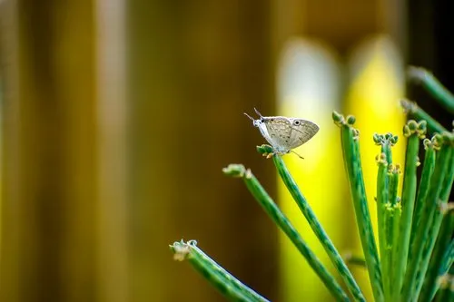 White rare butterfly foraging on plant
