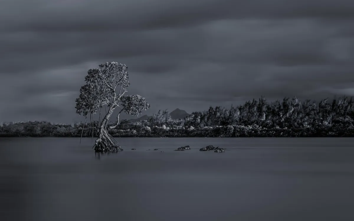 Black and white long exposure photo of mangrove tree dancing at Grand Port coast in Mauritius