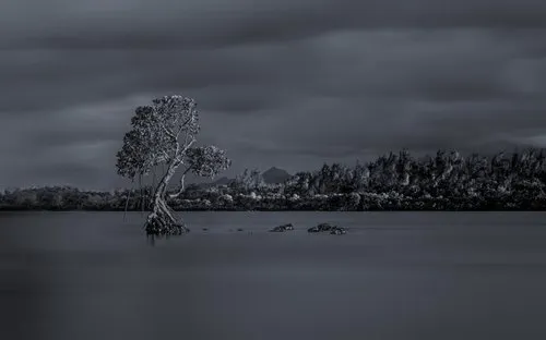 Dancing mangrove Grand Port