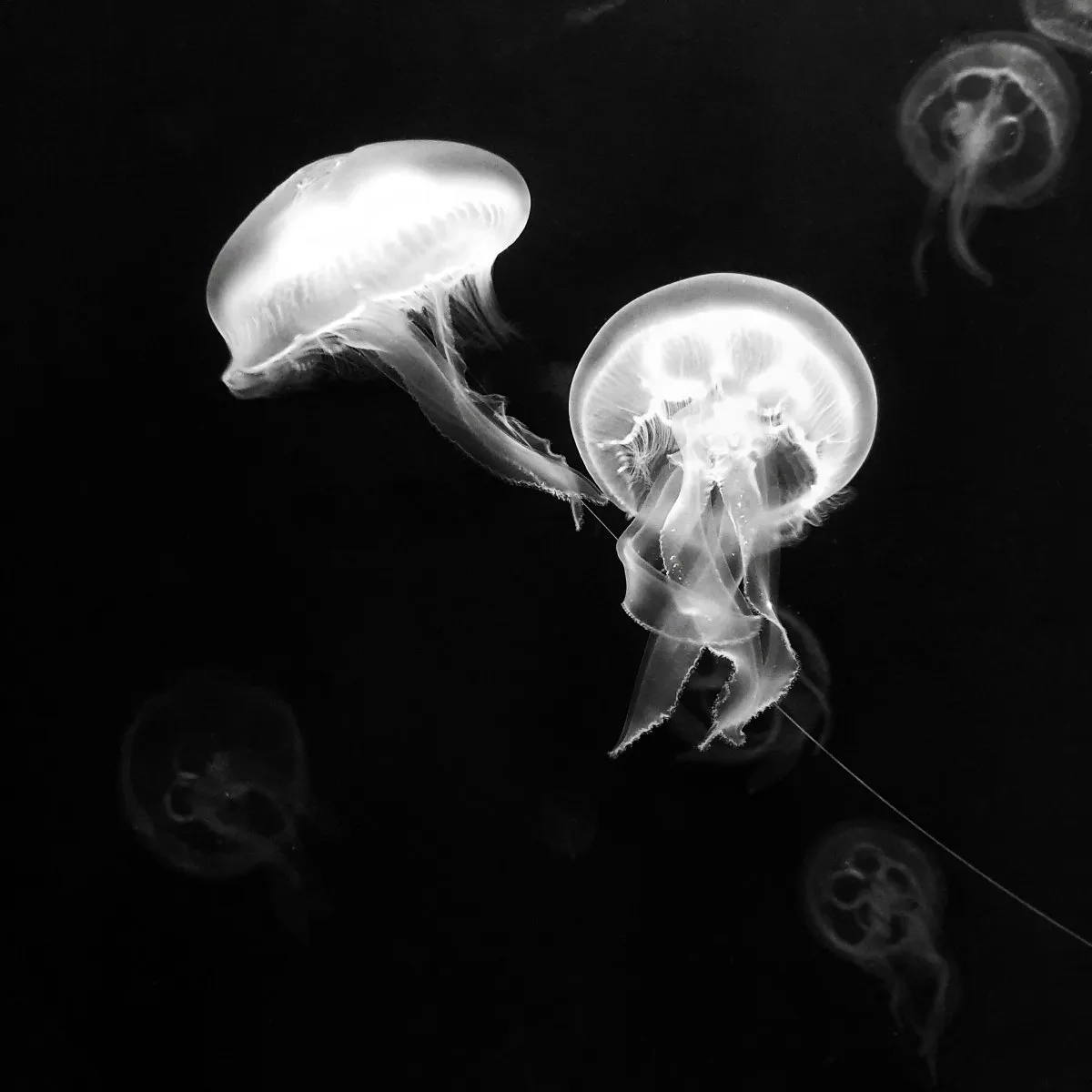 Black and white photo of glowing jellyfish at Odysseo aquarium in Mauritius