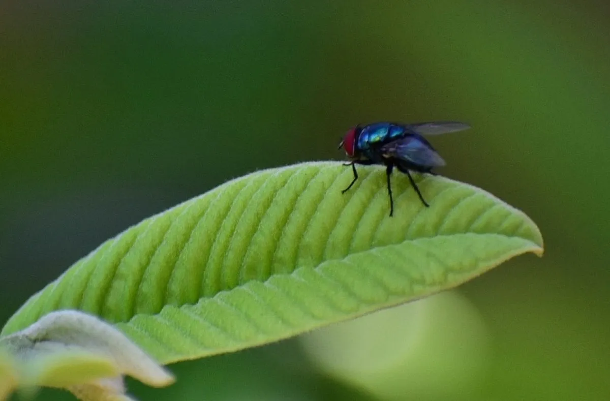 Close-up of a dark blue fly resting on a bright green leaf in Mauritius