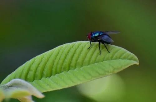 Zoom on a fly laid down on a leaf